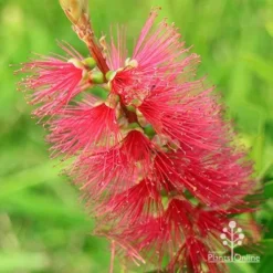 Callistemon Candy Burst -NatureNest Shop apo callistemon candy burst flower colour