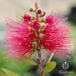 Callistemon Candy Burst -NatureNest Shop apo callistemon candy burst flower2