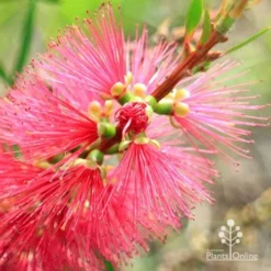 Callistemon Candy Burst -NatureNest Shop apo callistemon candy burst flowerbud close