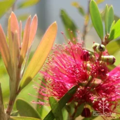 Callistemon Fluro Burst 26 Callistemon Fluro Burst -NatureNest Shop apo callistemon fluro burst flower leaf
