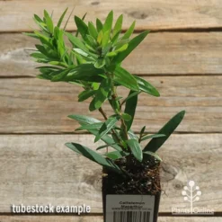 Callistemon Macarthur 22 Callistemon Macarthur -NatureNest Shop apo callistemon macarthur tubestock top