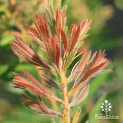 Callistemon Rocky Rambler -NatureNest Shop apo callistemon rocky rambler new leaves