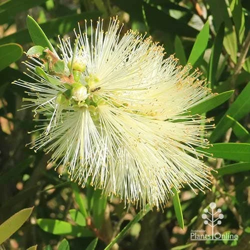 Callistemon Snow Burst 3 Callistemon Snow Burst - Image 3
