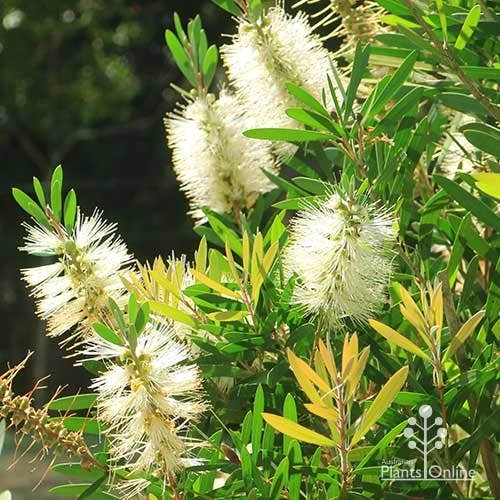 Callistemon Snow Burst 2 Callistemon Snow Burst - Image 2