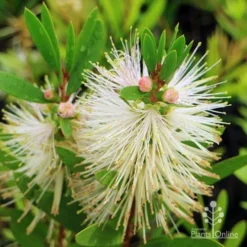 Callistemon Snow Burst 36 Callistemon Snow Burst -NatureNest Shop apo callistemon snow burst pink buds