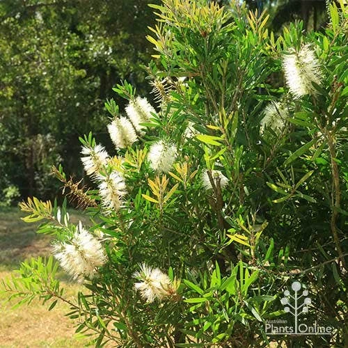 Callistemon Snow Burst 7 Callistemon Snow Burst - Image 7