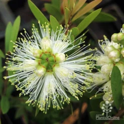 Callistemon Snow Burst 29 Callistemon Snow Burst -NatureNest Shop apo callistemon snow burst top
