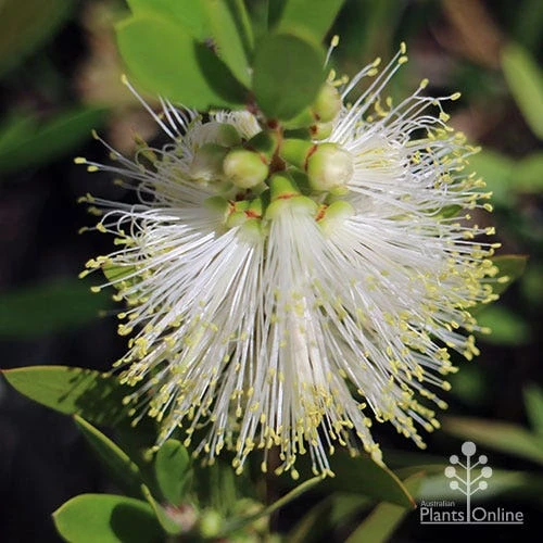 Callistemon Snow Burst 8 Callistemon Snow Burst - Image 8