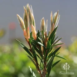Callistemon Summer Days™ -NatureNest Shop apo callistemon summer days new leaves