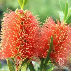 Callistemon Tangerine Dream -NatureNest Shop apo callistemon tangerine dream flowers