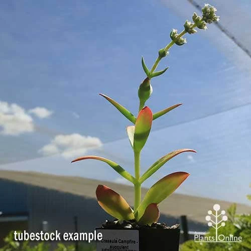 Crassula Campfire - Succulent 10 Crassula Campfire - Succulent - Image 10