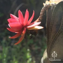 Crassula Campfire - Succulent 17 Crassula Campfire - Succulent -NatureNest Shop apo campfire in boot