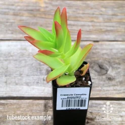 Crassula Campfire - Succulent 15 Crassula Campfire - Succulent -NatureNest Shop apo campfire tubestock