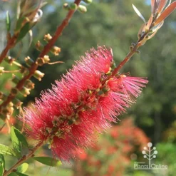 Callistemon Candy Burst -NatureNest Shop apo candy burst callistemon flower perfect