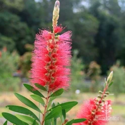 Callistemon Candy Burst -NatureNest Shop apo candy burst callsitemon bush flower