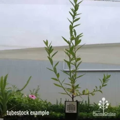 Grevillea Canterbury Gold -NatureNest Shop apo canterbury gold tubestock