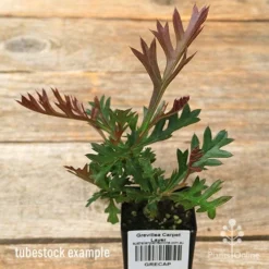 Grevillea Carpet Layer 12 Grevillea Carpet Layer -NatureNest Shop apo carpet layer grevillea tubestock