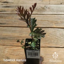 Grevillea Carpet Layer 19 Grevillea Carpet Layer -NatureNest Shop apo carpet layer tubestock