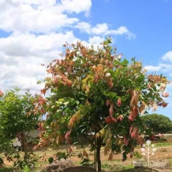 Syzygium Cascade - Lilly Pilly 31 Syzygium Cascade - Lilly Pilly -NatureNest Shop apo cascade blue skies