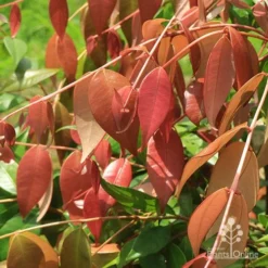 Syzygium Cascade - Lilly Pilly 24 Syzygium Cascade - Lilly Pilly -NatureNest Shop apo cascade copper