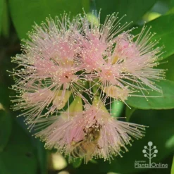 Syzygium Cascade - Lilly Pilly 20 Syzygium Cascade - Lilly Pilly -NatureNest Shop apo cascade flower bee