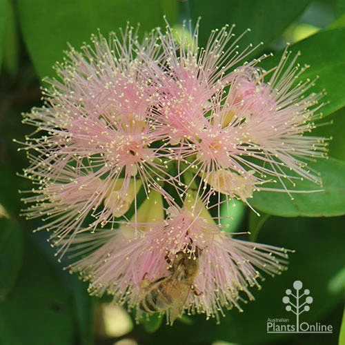 Syzygium Cascade - Lilly Pilly 4 Syzygium Cascade - Lilly Pilly - Image 4