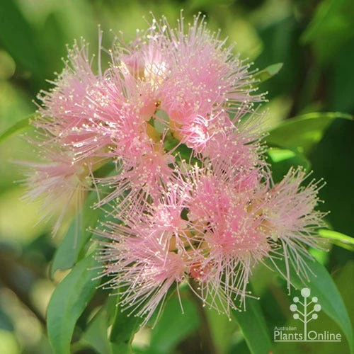 Syzygium Cascade - Lilly Pilly 7 Syzygium Cascade - Lilly Pilly - Image 7