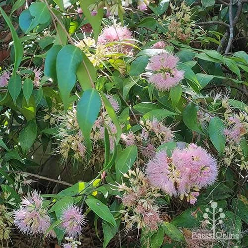 Syzygium Cascade - Lilly Pilly 12 Syzygium Cascade - Lilly Pilly - Image 12