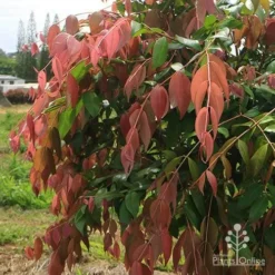 Syzygium Cascade - Lilly Pilly 27 Syzygium Cascade - Lilly Pilly -NatureNest Shop apo cascade nursery