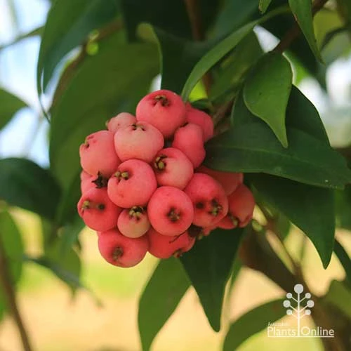 Syzygium Cascade - Lilly Pilly 6 Syzygium Cascade - Lilly Pilly - Image 6