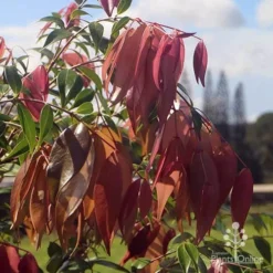 Syzygium Cascade - Lilly Pilly 29 Syzygium Cascade - Lilly Pilly -NatureNest Shop apo cascade pink leaves 2