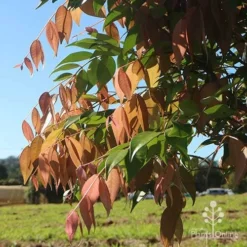 Syzygium Cascade - Lilly Pilly 21 Syzygium Cascade - Lilly Pilly -NatureNest Shop apo cascade pink leaves