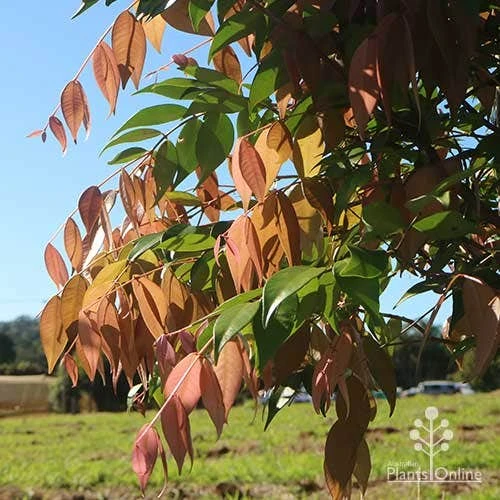 Syzygium Cascade - Lilly Pilly 5 Syzygium Cascade - Lilly Pilly - Image 5
