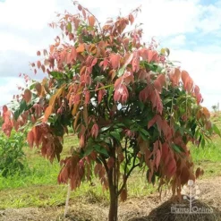 Syzygium Cascade - Lilly Pilly 26 Syzygium Cascade - Lilly Pilly -NatureNest Shop apo cascade shrub