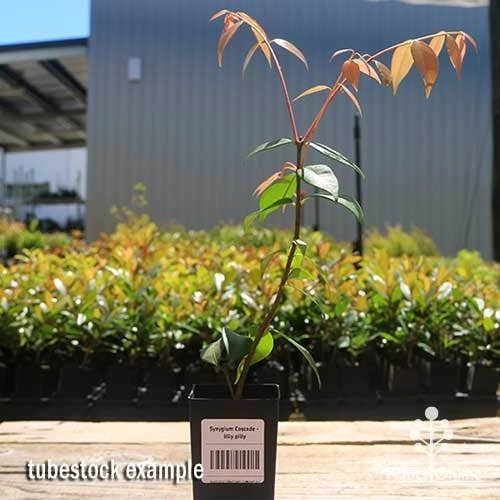 Syzygium Cascade - Lilly Pilly 3 Syzygium Cascade - Lilly Pilly - Image 3