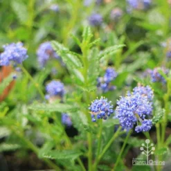 Ceanothus Blue Pacific - Californian Lilac -NatureNest Shop apo ceanothus blue pacific