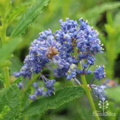 Ceanothus Blue Pacific - Californian Lilac -NatureNest Shop apo ceanothus blue pacific close