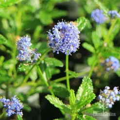 Ceanothus Blue Pacific - Californian Lilac -NatureNest Shop apo ceanothus blue pacific flowers