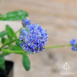 Ceanothus Blue Pacific - Californian Lilac -NatureNest Shop apo ceanothus flowers close2