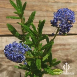 Ceanothus Blue Pacific - Californian Lilac -NatureNest Shop apo ceanothus flowers closeup