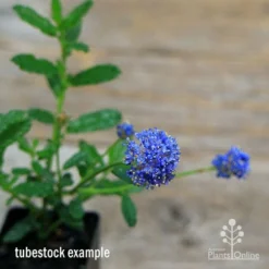 Ceanothus Blue Pacific - Californian Lilac -NatureNest Shop apo ceanothus tubestock in flower2