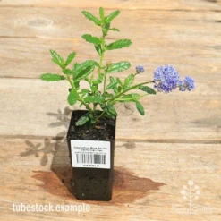 Ceanothus Blue Pacific - Californian Lilac -NatureNest Shop apo ceanothus tubestock in flowr