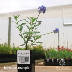 Ceanothus Blue Pacific - Californian Lilac -NatureNest Shop apo ceanothus tubestock side