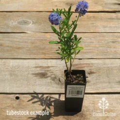 Ceanothus Blue Pacific - Californian Lilac -NatureNest Shop apo ceanothus tubestock tall