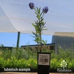Ceanothus Blue Pacific - Californian Lilac -NatureNest Shop apo ceanothus tubestock tall2