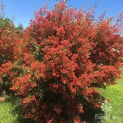 Ceratopetalum Alberys Red - Christmas Bush