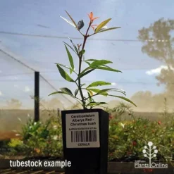 Ceratopetalum Alberys Red - Christmas Bush -NatureNest Shop apo ceratopetalum tubestock