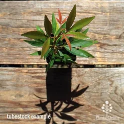 Ceratopetalum Shiraz - Christmas Bush -NatureNest Shop apo ceratopetalum tubestock top