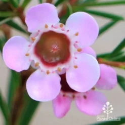 Chamelaucium Cha Cha - Waxflower 12 Chamelaucium Cha Cha - Waxflower -NatureNest Shop apo cha cha wax flower