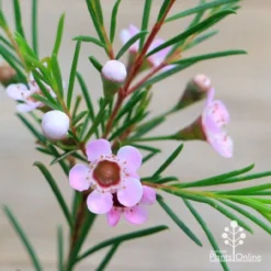 Chamelaucium Cha Cha - Waxflower 13 Chamelaucium Cha Cha - Waxflower -NatureNest Shop apo cha cha wax flowers